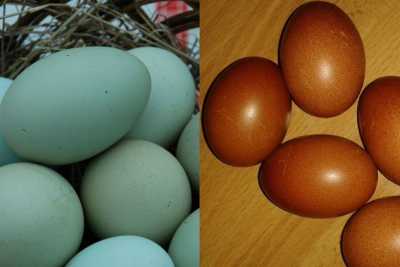 Lecce, galline che fanno le uova azzurre e color cacao: �Sono naturali, nascono cos�
